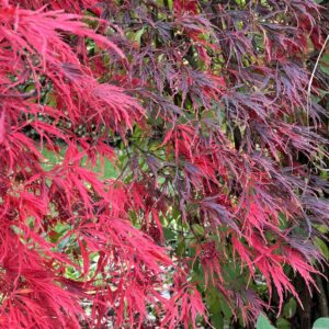 Acer palmatum Diana's gem