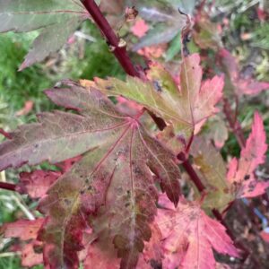 Acer Palmatum Coonara pygmy