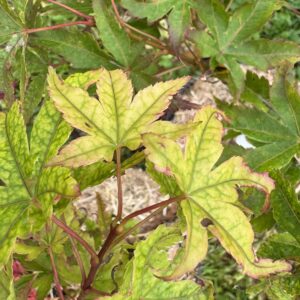 Acer Palmatum Globosum