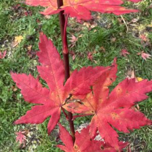Acer Palmatum High flyer