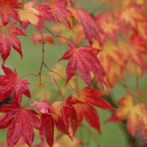 Acer palmatum Ide no sato