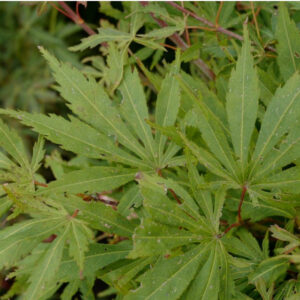 Acer palmatum High expectations