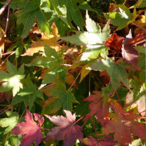 Acer palmatum High spirits