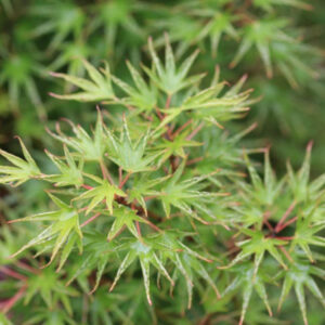 Acer palmatum Crippsii