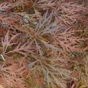Acer palmatum Pleasant surprise