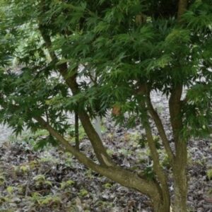 Acer palmatum Ryoku ryu