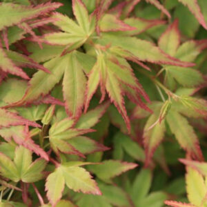 Acer palmatum Saiho