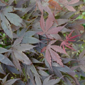 Acer palmatum Sharon
