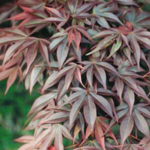 Acer palmatum Shishigosan