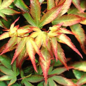 Acer palmatum Shishio hime