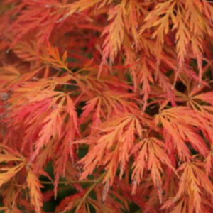 Acer palmatum Shojo shidare
