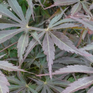 Acer palmatum St Jean