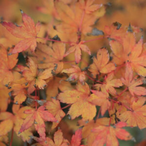 Acer palmatum Yatsubusa