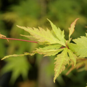 Acer palmatum Yushide