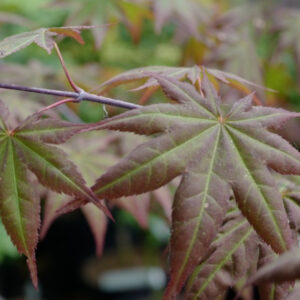 Acer palmatum Zokumei