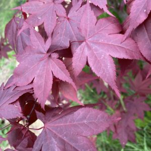 Acer palmatum O’kagami