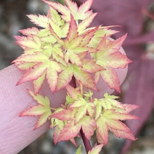Acer palmatum Tokyo yatsubusa