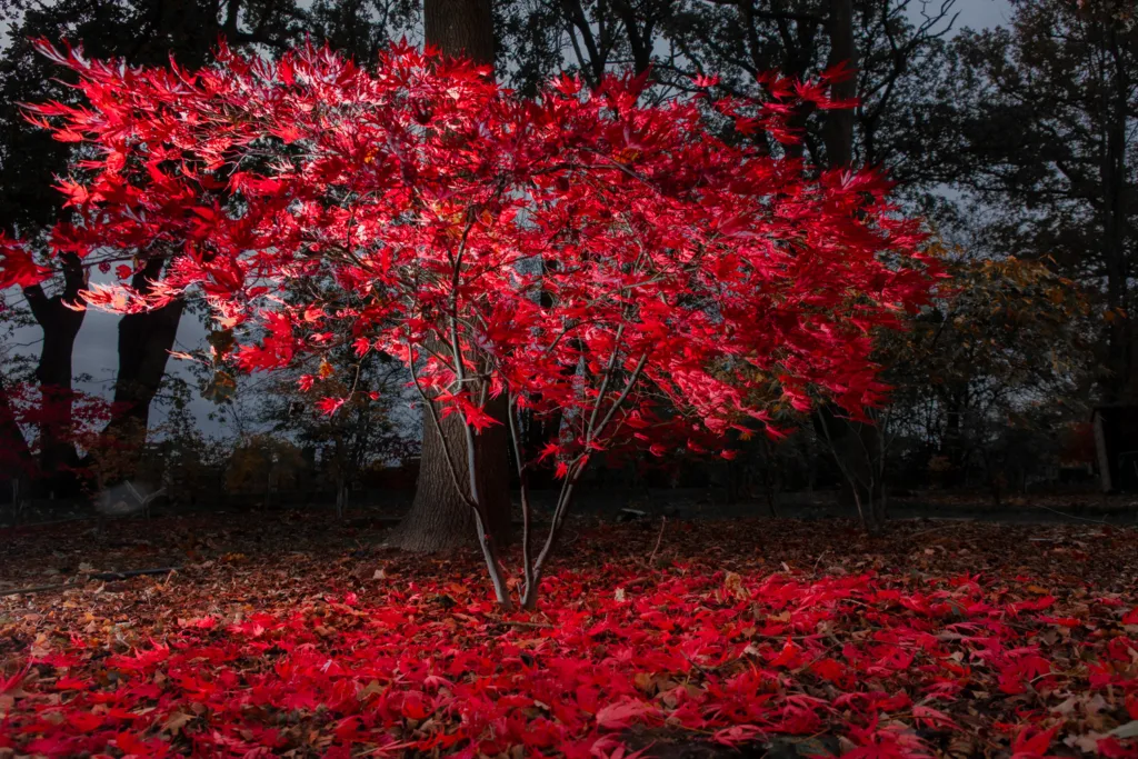 Acer Nursery