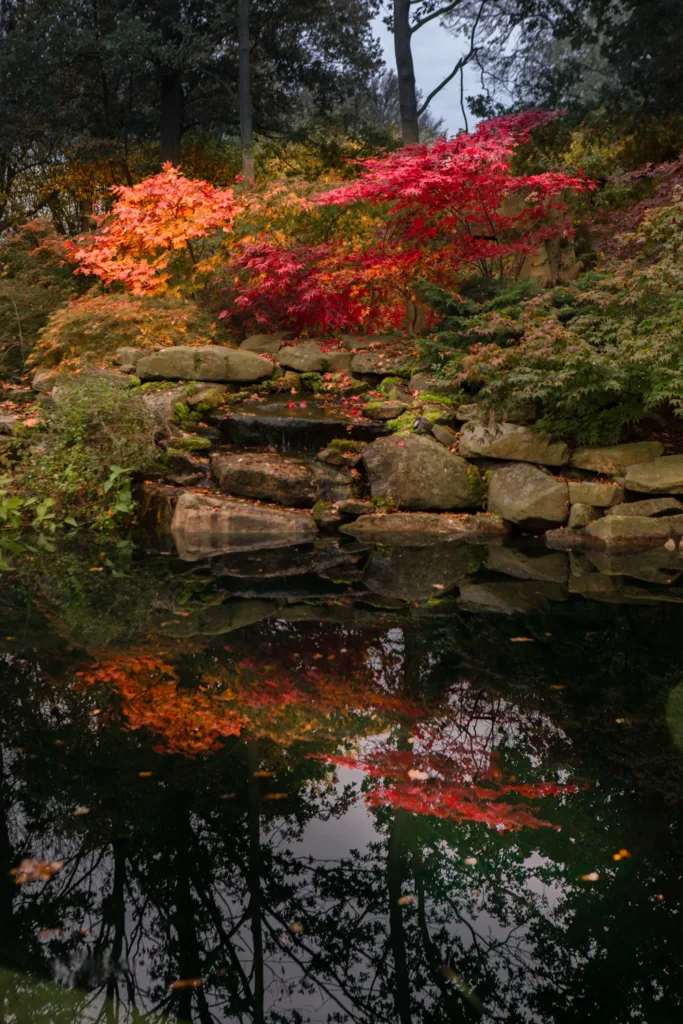 Acer Nursery
