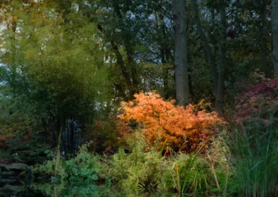 Poppins Plants Acers