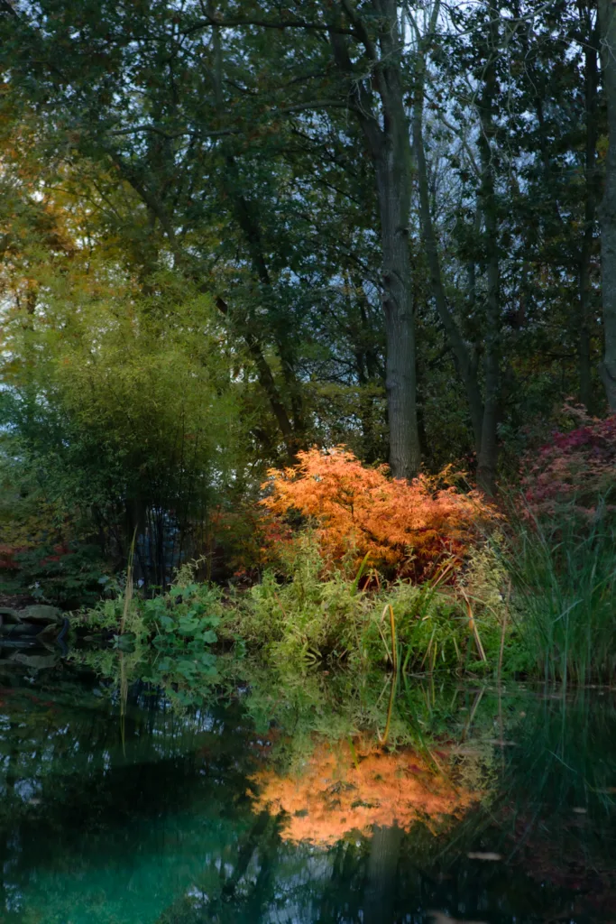 Poppins Plants Acers